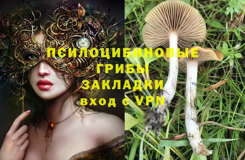 купить наркотик  Старая Русса  Псилоцибиновые грибы Magic Shrooms 